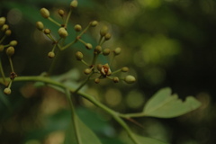Gymnacranthera farquhariana